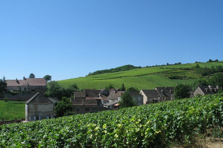 Visites et dégustations en Bourgogne - Domaine
